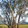 Australian Gum Trees Photograph by Vicki Walsh Australian Gum Trees Photograph by Vicki Walsh