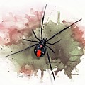 Australian Redback Spider by Simon Read