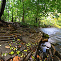 Autumn Along the Bronx River Photograph by Kevin Suttlehan Autumn Along the Bronx River Photograph by Kevin Suttlehan