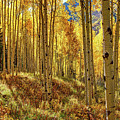 Autumn Aspens Aspen Colorado Most Loved Trees Uncompahgre National Forest Fall Season Photograph by OLena Art Autumn Aspens Aspen Colorado Most Loved Trees Uncompahgre National Forest Fall Season Photograph by OLena Art
