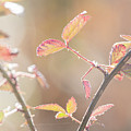 Autumn Bramble Leaves Photograph by Karen Rispin Autumn Bramble Leaves Photograph by Karen Rispin