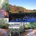 Autumn Collage Photograph by Marlene Besso Autumn Collage Photograph by Marlene Besso