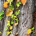 Autumn Colored Vines Climbing a Cypress Tree Photograph by Bob Decker Autumn Colored Vines Climbing a Cypress Tree Photograph by Bob Decker
