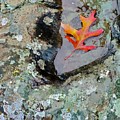 Autumn Colors Photograph by Sarah Lilja Autumn Colors Photograph by Sarah Lilja