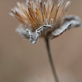 Autumn Dried Flower Photograph by Karen Rispin Autumn Dried Flower Photograph by Karen Rispin