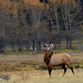 Autumn Elk Call by Steven Krull
