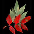 Autumn Eye Candy by Rene Crystal