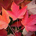 Autumn / Fall leaves Painting Digital Art by Rick Deacon Autumn / Fall leaves Painting Digital Art by Rick Deacon