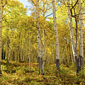 Autumn Golden Aspen Splendor 2 Photograph by Ron Long Ltd Photography Autumn Golden Aspen Splendor 2 Photograph by Ron Long Ltd Photography