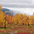 Autumn in Lapland by Uri Baruch