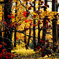 Autumn in the Piedmont No. 3 Photograph by Steve Ember Autumn in the Piedmont No. 3 Photograph by Steve Ember