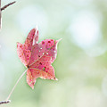 Autumn Leaf Photograph by Karen Rispin Autumn Leaf Photograph by Karen Rispin