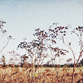 Autumn Meadow by Lupen Grainne