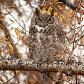 Autumn owl Photograph by D Robert Franz Autumn owl Photograph by D Robert Franz