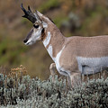 Autumn Pronghorn. Photograph by Paul Martin