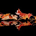 Autumn Reflections Painting by Jeanette Ferguson