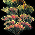 Autumn Sea Fan by Lucy Arnold