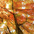 Autumn Sun Rays by Sebastian Musial