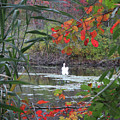 Autumn Swan Long Island Photograph by Marlene Besso Autumn Swan Long Island Photograph by Marlene Besso