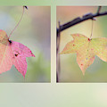 Autumn Sweetgum Photograph by Karen Rispin Autumn Sweetgum Photograph by Karen Rispin