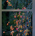 Autumn tree Photograph by Karen Rispin Autumn tree Photograph by Karen Rispin