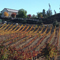 Autumn Vines Temecula Photograph by Roxy Rich Autumn Vines Temecula Photograph by Roxy Rich