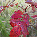 Autumn Wild Rose Leaves Photograph by Karen Rispin Autumn Wild Rose Leaves Photograph by Karen Rispin
