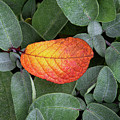 Autumnal leaf in a sage bush Photograph by Bernhard Schaffer Autumnal leaf in a sage bush Photograph by Bernhard Schaffer