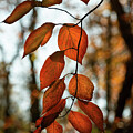 Autumn's Ember by Dodie Ross