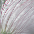 Avens Abstract Photograph by Karen Rispin Avens Abstract Photograph by Karen Rispin