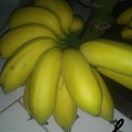 Baby Banana Photograph by Esoteric Gardens KN Baby Banana Photograph by Esoteric Gardens KN