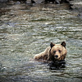 Baby Bear Photograph by Craig J Satterlee Baby Bear Photograph by Craig J Satterlee