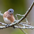 Baby Blue BIrd by Regina Muscarella