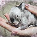 Baby Bunny Mixed Media by Moira Law Baby Bunny Mixed Media by Moira Law