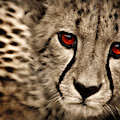 Baby Cheetah Photograph by Micki Findlay Baby Cheetah Photograph by Micki Findlay