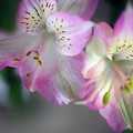 Baby Pink Peruvian Lily Photograph by Gwen Gibson Baby Pink Peruvian Lily Photograph by Gwen Gibson