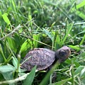 Baby Turtle Photograph by Annamaria Frost Baby Turtle Photograph by Annamaria Frost