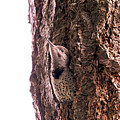 Baby Woodpecker in Nest by Peggy Collins