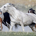 Bachelors Attack.  Photograph by Paul Martin