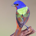 Back View by Gerry Sibell