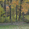 Back Yard View by Chris Naggy Back Yard View by Chris Naggy