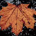 Backlit Leaf - Zion, Illinois by David Morehead