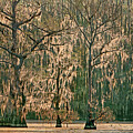 Backlit Moss-covered Trees Caddo Lake Texas by Dave Welling