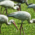 Backyard Birding - White Ibis Photograph by Portia Olaughlin Backyard Birding - White Ibis Photograph by Portia Olaughlin