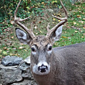 Backyard Buck Photograph by Russel Considine Backyard Buck Photograph by Russel Considine