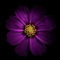 Backyard Flowers No 133 Color Version by Brian Carson