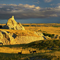 Badlands Mule Deer Photograph by Tim Fitzharris Badlands Mule Deer Photograph by Tim Fitzharris