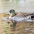 Baikal Teal, a beautiful and rare visitor in Sweden Photograph by Torbjorn Swenelius Baikal Teal, a beautiful and rare visitor in Sweden Photograph by Torbjorn Swenelius