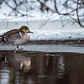 Baikal Teal a rare visitor in Sweden Photograph by Torbjorn Swenelius Baikal Teal a rare visitor in Sweden Photograph by Torbjorn Swenelius