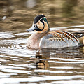 Baikal Teal, a swinning beauty and rare visitor in Sweden Photograph by Torbjorn Swenelius Baikal Teal, a swinning beauty and rare visitor in Sweden Photograph by Torbjorn Swenelius